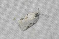 Acleris logiana/kochiella