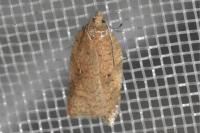 Acleris ferrugana/notana