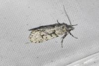 Diurnea fagella