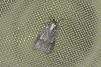 Semioscopis avellanella