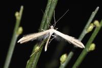 Emmelina monodactyla