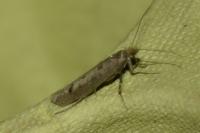 Ypsolopha ustella