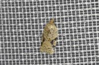 Acleris ferrugana/notana