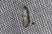 Tortricodes alternella