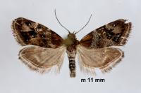 Tebenna micalis