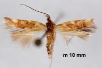 Eteobalea dohrnii