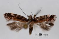 Aristotelia ericinella