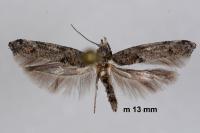 Zelleria oleastrella