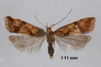 Brachmia blandella