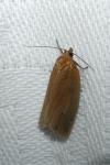 Clepsis unicolorana