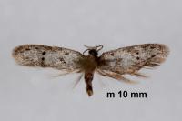 Donaspastus delicatellus
