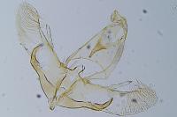 Donaspastus delicatellus