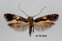 Monopis obviella