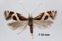 Eidophasia hufnagelii