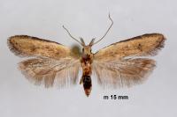 Mesophleps corsicella