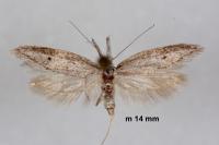 Pleurota gallicella