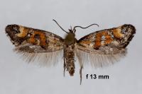 Epermenia pontificella