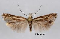 Isophrictis lineatella