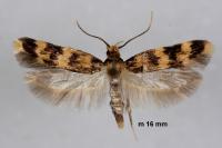 Oegoconia caradjai