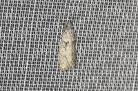 Diurnea fagella