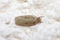 Agonopterix yeatiana