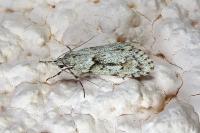 Diurnea fagella