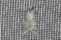Diurnea fagella