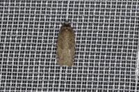 Agonopterix ciliella/heracliana
