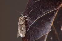 Tortricodes alternella
