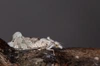 Ypsolopha asperella
