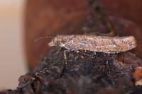 Ypsolopha ustella