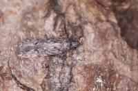 Carpatolechia decorella