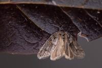 Tortricodes alternella
