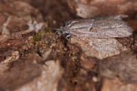 Tortricodes alternella