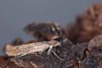 Ypsolopha ustella