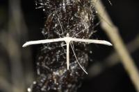 Emmelina monodactyla