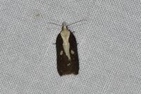 Acleris cristana