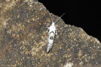 Ypsolopha asperella