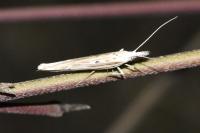 Ypsolopha mucronella