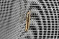 Ypsolopha ustella
