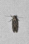 Carpatolechia decorella