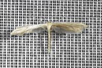 Emmelina monodactyla