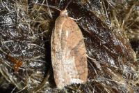 Acleris ferrugana/notana