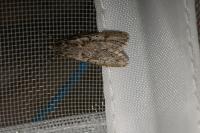 Diurnea fagella