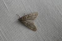 Diurnea fagella