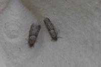 Tortricodes alternella