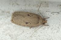 Agonopterix yeatiana