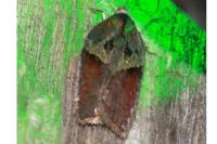 Acleris hastiana