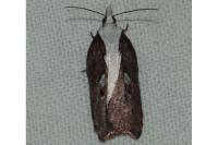 Acleris cristana