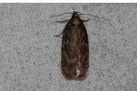 Depressaria albipunctella